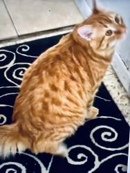Lost Male Cat last seen Harrison rd/old Spanish trail /golf links, Tucson, AZ 85730