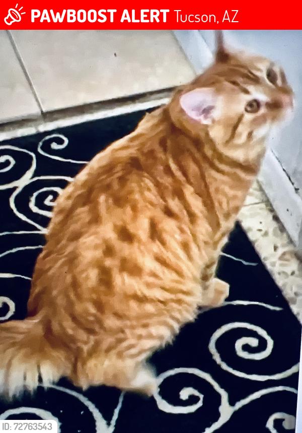 Lost Male Cat last seen Harrison rd/old Spanish trail /golf links, Tucson, AZ 85730