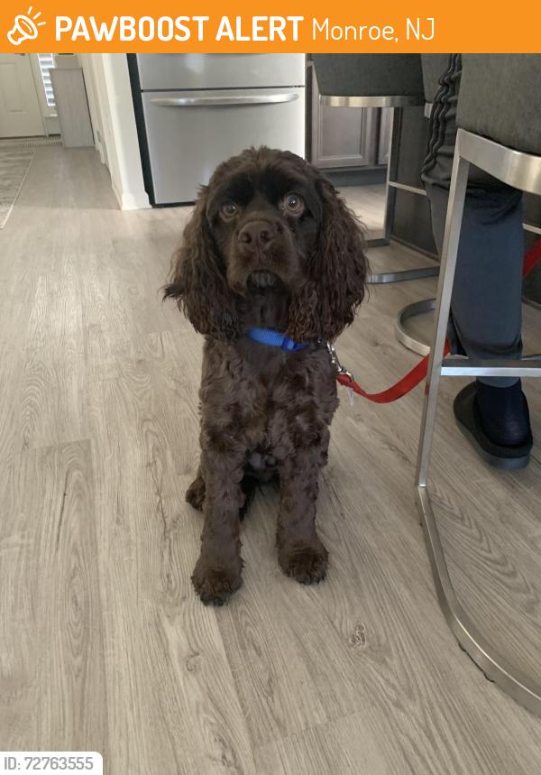 Found/Stray Male Dog last seen E Malaga Road, Monroe, NJ 08094