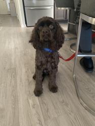 Found/Stray Male Dog last seen E Malaga Road, Monroe, NJ 08094