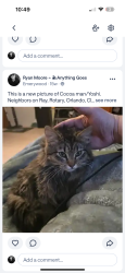 Lost Male Cat last seen Ray and Rotary In Emerywood, High Point, NC 27262