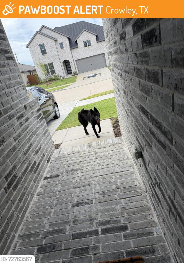 Found/Stray Male Dog last seen W Cleburne Crowley Rd, Crowley, TX 76036