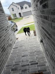 Found/Stray Male Dog last seen W Cleburne Crowley Rd, Crowley, TX 76036