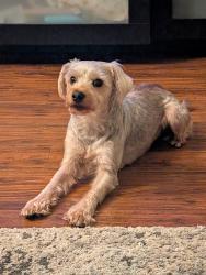 Lost Male Dog last seen 28th and K st San Diego, 92102, San Diego, CA 92102