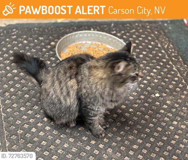 Found/Stray Unknown Cat last seen Ross Gold park, Carson City, NV 89701