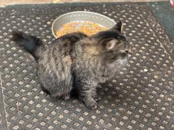 Found/Stray Unknown Cat last seen Ross Gold park, Carson City, NV 89701