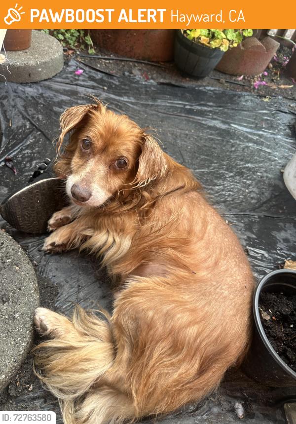 Found/Stray Male Dog last seen Harvey, Hayward, CA 94544