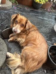 Found/Stray Male Dog last seen Harvey, Hayward, CA 94544