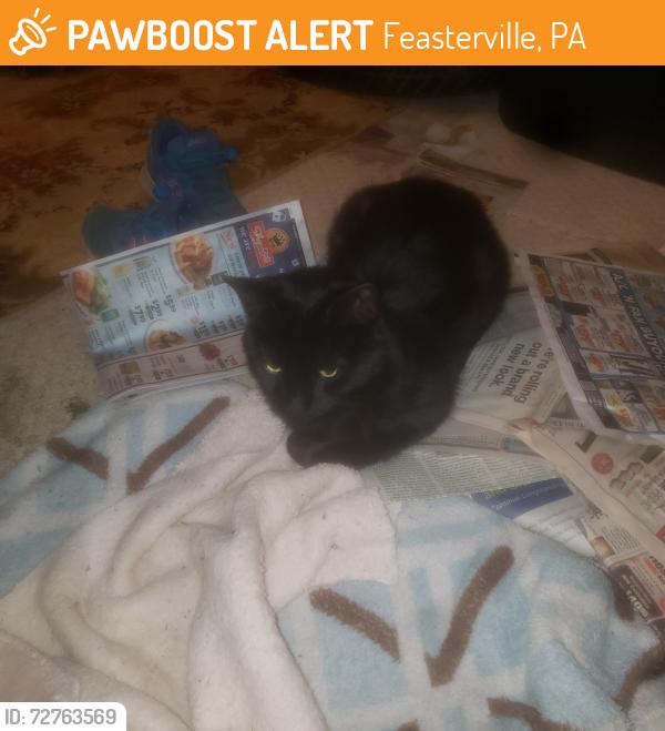 Found/Stray Unknown Cat last seen Woodlyn Crossing Development, Feasterville, PA 19053