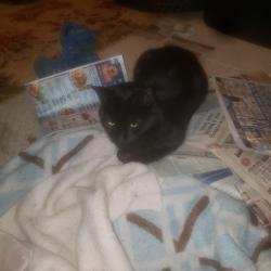Found/Stray Unknown Cat last seen Woodlyn Crossing Development, Feasterville, PA 19053