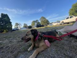 Found/Stray Female Dog last seen Glen meadow , Columbia, SC 29229