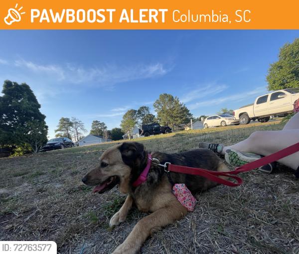 Found/Stray Female Dog last seen Glen meadow , Columbia, SC 29229