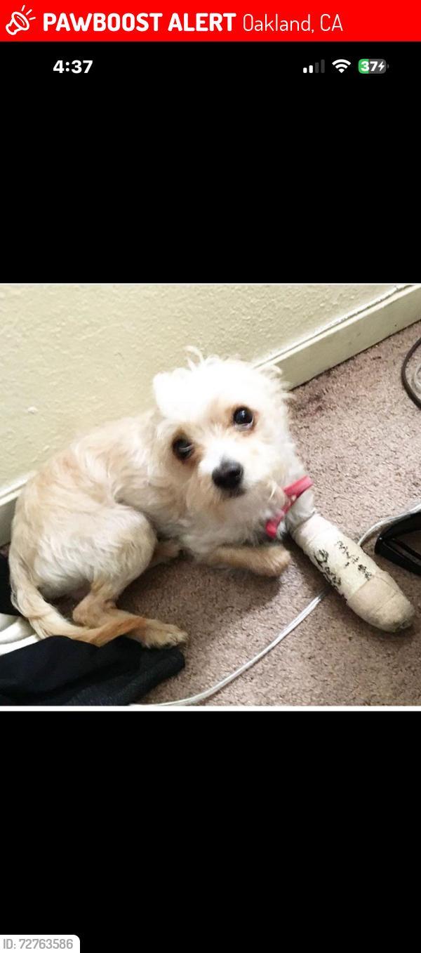 Lost Male Dog last seen Bancroft ave and 84th Ave, Oakland, CA 94605