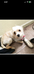 Lost Male Dog last seen Bancroft ave and 84th Ave, Oakland, CA 94605