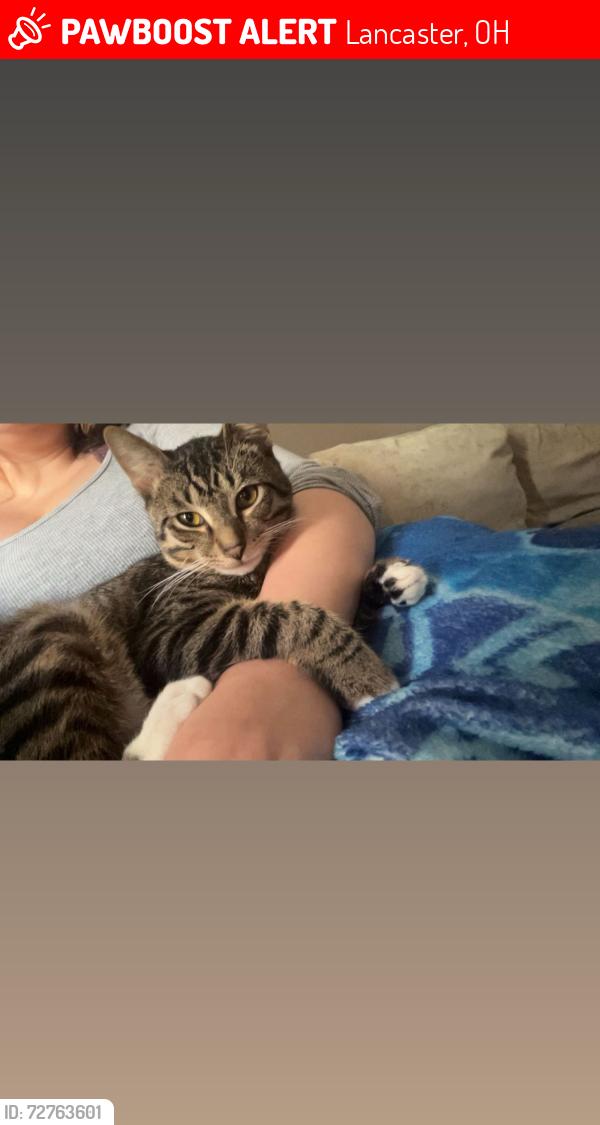 Lost Male Cat last seen Hunter park, Lancaster, OH 43130