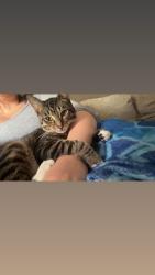 Lost Male Cat last seen Hunter park, Lancaster, OH 43130