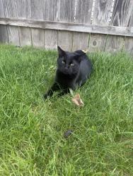 Found/Stray Unknown Cat last seen Hoke st, South Bend, IN 46615