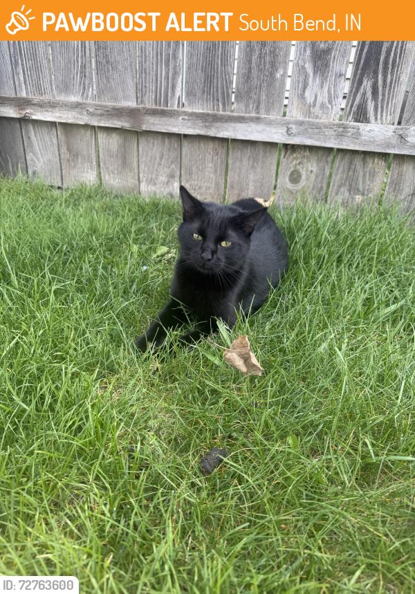 Found/Stray Unknown Cat last seen Hoke st, South Bend, IN 46615
