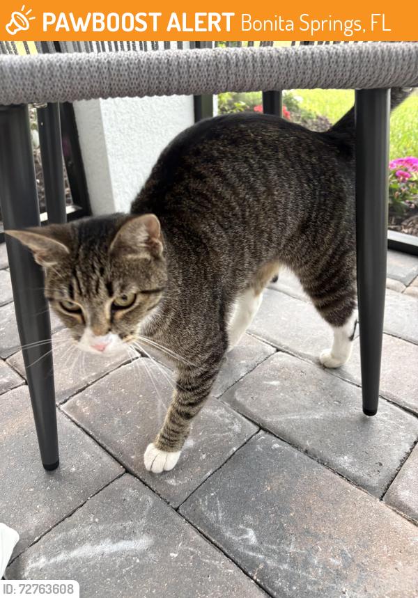 Found/Stray Female Cat last seen Bonita beach rd and Bonita grande , Bonita Springs, FL 34135