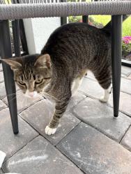 Found/Stray Female Cat last seen Bonita beach rd and Bonita grande , Bonita Springs, FL 34135
