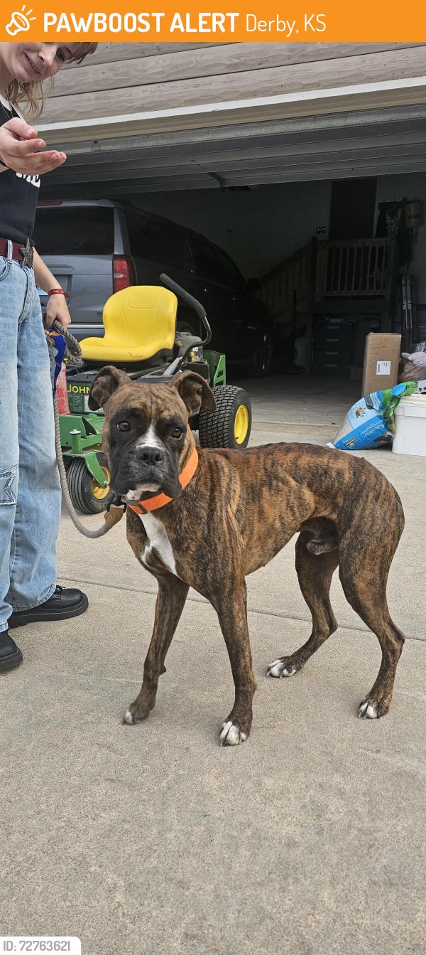 Found/Stray Male Dog last seen 127th and 55th street, Derby, KS 67037