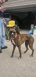 Found/Stray Male Dog last seen 127th and 55th street, Derby, KS 67037