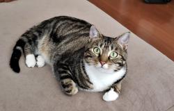 Lost Female Cat last seen Ashland St. and 26th St., Houston, TX 77008