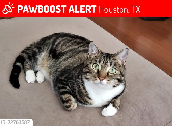Lost Female Cat last seen Ashland St. and 26th St., Houston, TX 77008