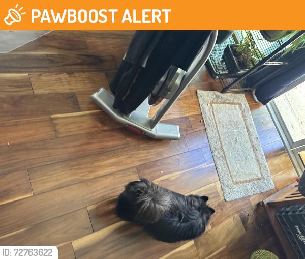 Found/Stray Unknown Dog last seen Monticello , Altamonte Springs, FL 32701