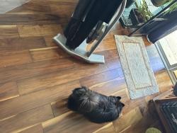 Found/Stray Unknown Dog last seen Monticello , Altamonte Springs, FL 32701