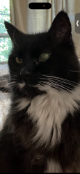 Lost Male Cat last seen 4th and Pine Streets, Phoenix, OR 97535