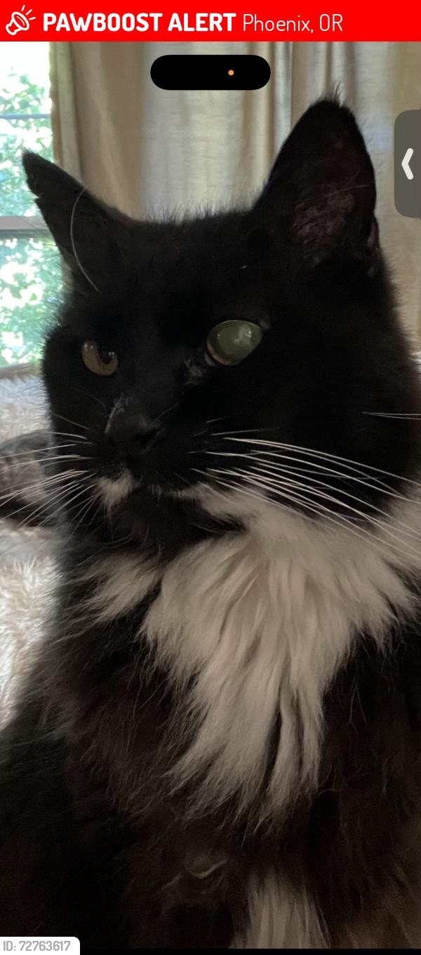 Lost Male Cat last seen 4th and Pine Streets, Phoenix, OR 97535