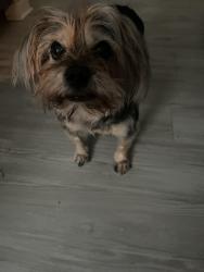 Lost Male Dog last seen At lake ridge villas, Raleigh, NC 27604