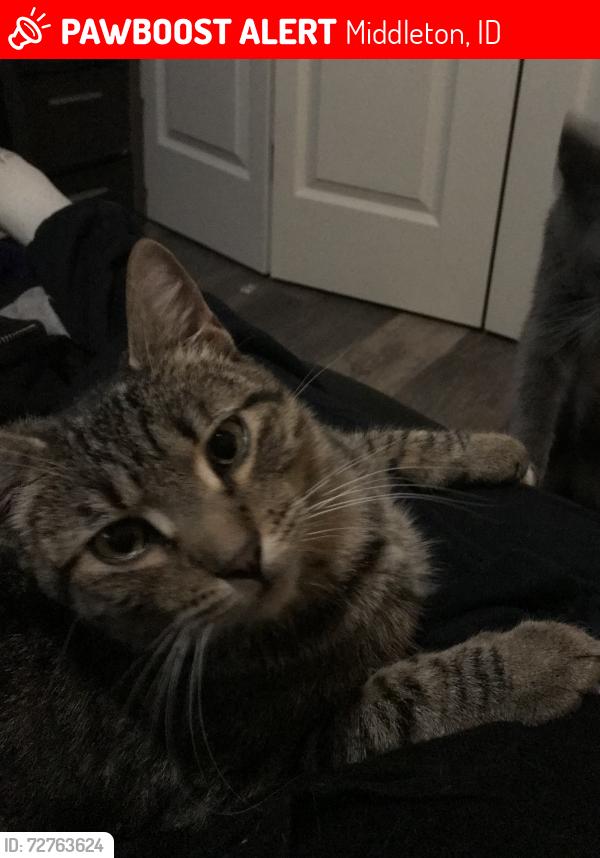 Lost Male Cat last seen Cemetery rd, Middleton, ID 83605