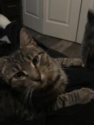 Lost Male Cat last seen Cemetery rd, Middleton, ID 83605