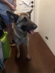 Found/Stray Female Dog last seen Off rockfish, Raeford, NC 28376
