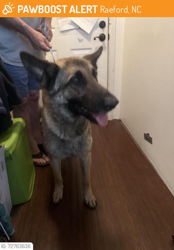 Found/Stray Female Dog last seen Off rockfish, Raeford, NC 28376