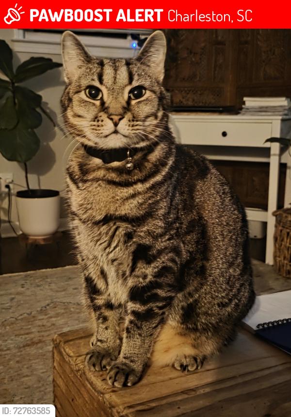 Lost Male Cat last seen N Avalon Circle, Charleston, SC 29407