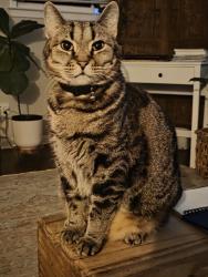 Lost Male Cat last seen N Avalon Circle, Charleston, SC 29407