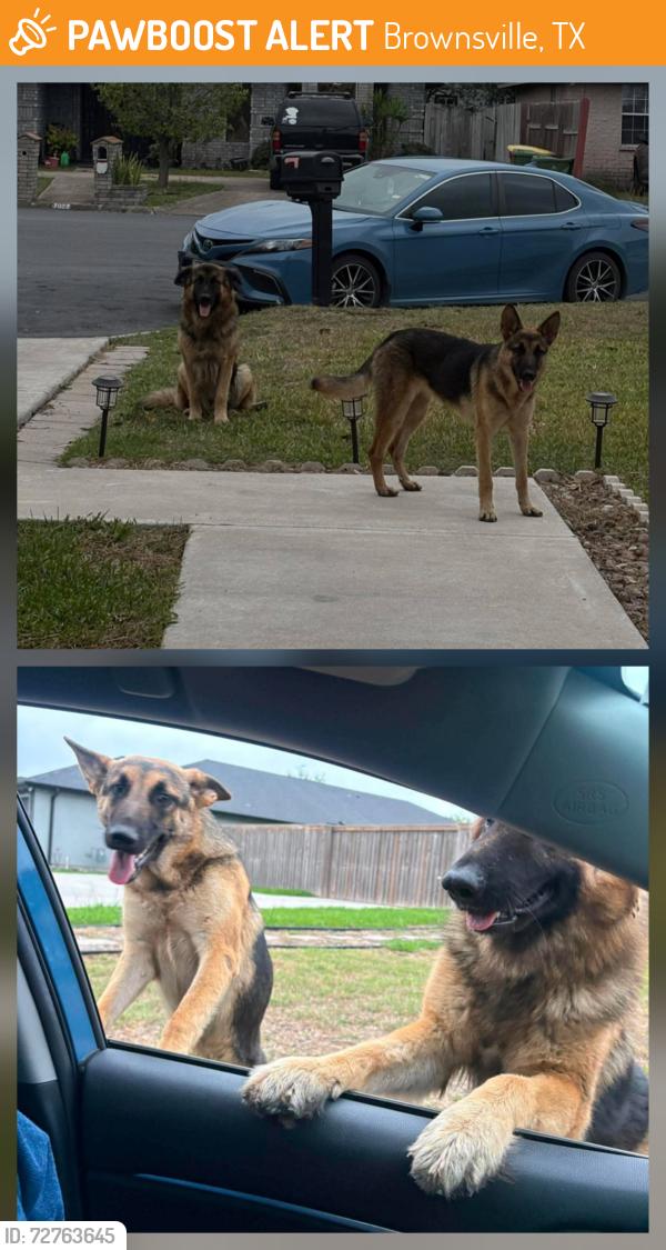 Found/Stray Unknown Dog last seen Behind Rivera High School , Brownsville, TX 78526