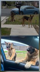 Found/Stray Unknown Dog last seen Behind Rivera High School , Brownsville, TX 78526