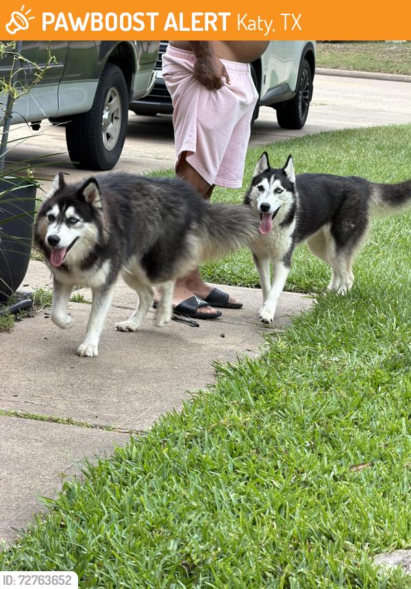 Found/Stray Unknown Dog last seen Westborough , Katy, TX 77449