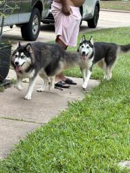 Found/Stray Unknown Dog last seen Westborough , Katy, TX 77449