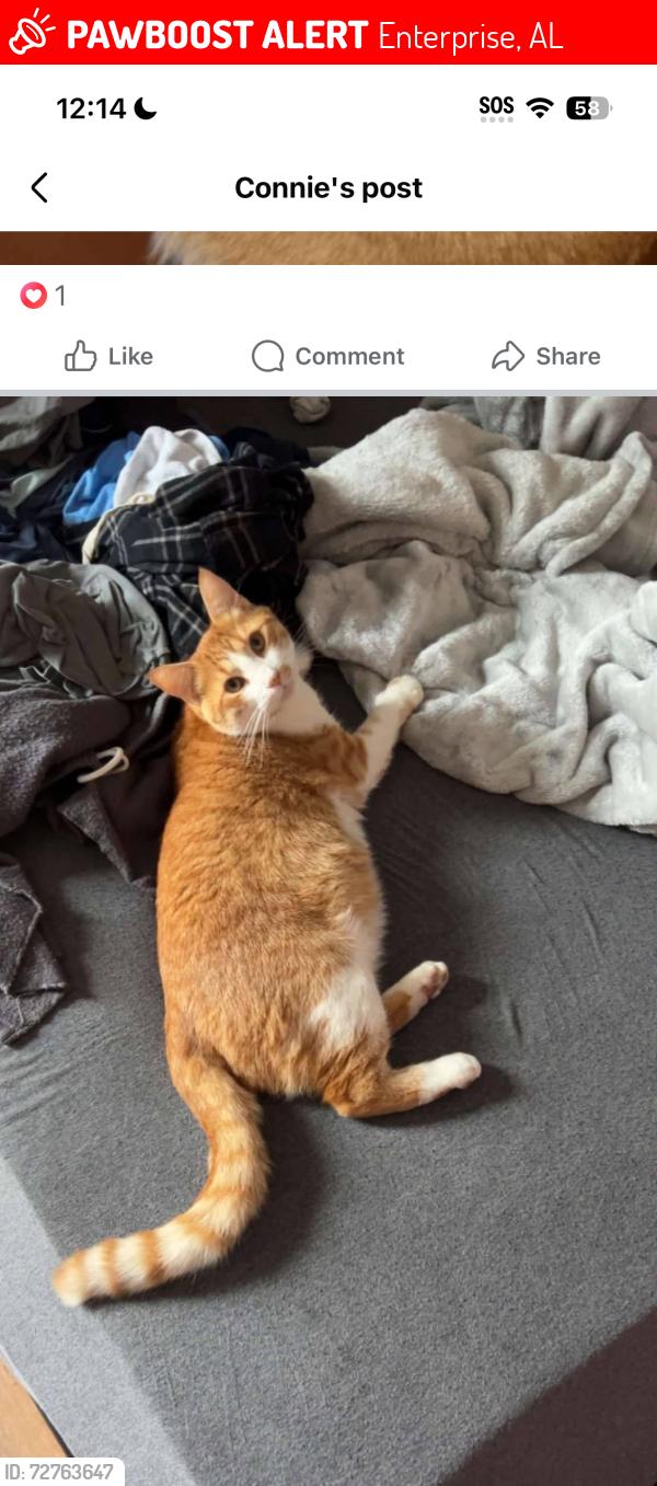 Lost Male Cat last seen Country Club, Ozark hwy, Enterprise, AL 36330