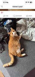 Lost Male Cat last seen Country Club, Ozark hwy, Enterprise, AL 36330