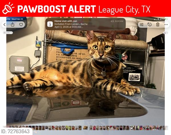 Lost Male Cat last seen Blue cypress, leavgue city, Texas 77573 , League City, TX 77573