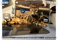 Lost Male Cat last seen Blue cypress, leavgue city, Texas 77573 , League City, TX 77573