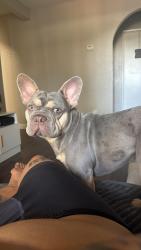 Lost Male Dog last seen Katie y Maryland , Las Vegas, NV 89119