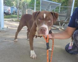 Shelter Stray Female Dog last seen CHARLOTTE, 8315 Byrum Dr, Charlotte, NC 28217, USA