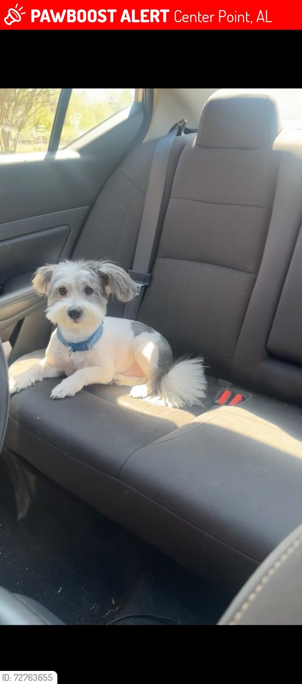 Lost Male Dog last seen 16th ct Nw center point , Center Point, AL 35215